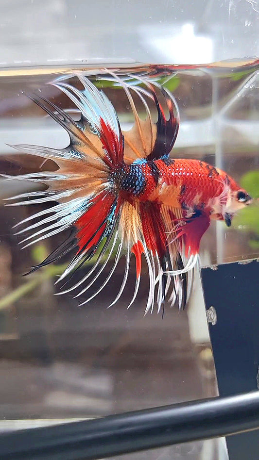 CROWNTAIL ORANGE RED MULTICOLOR METTALIC BETTA FISH