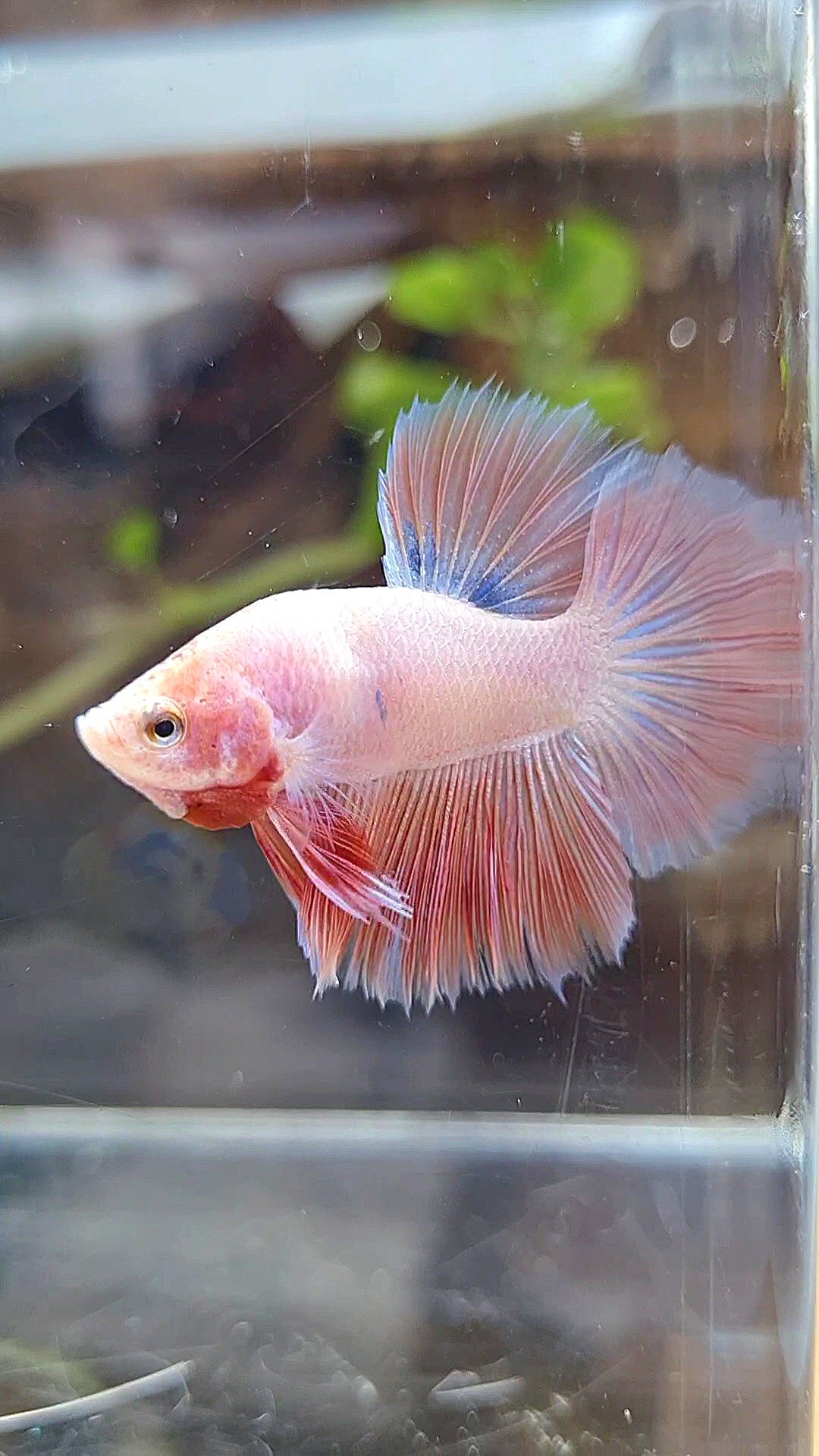 BONSAI HALFMOON PINK BETTA FISH