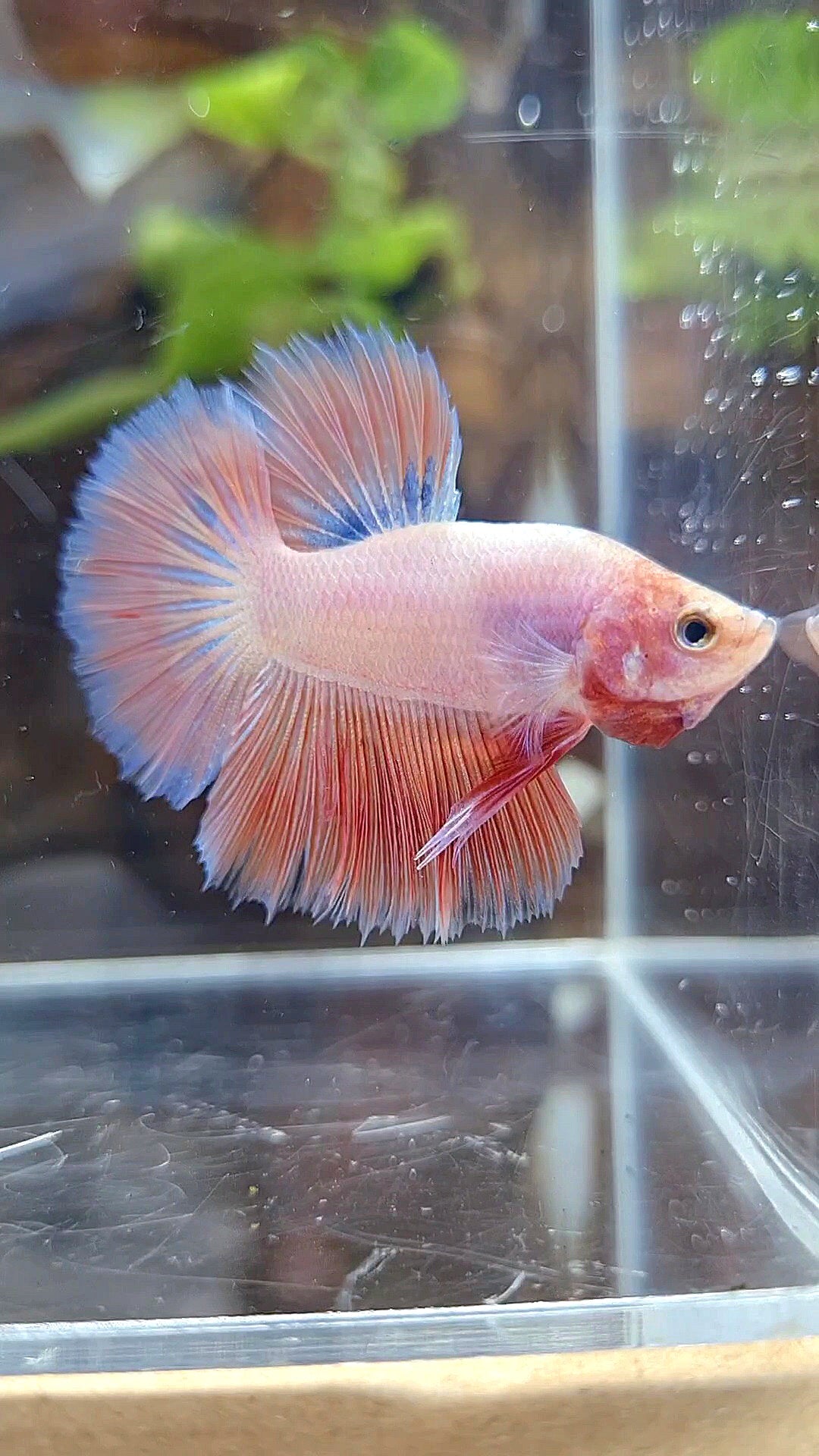 BONSAI HALFMOON PINK BETTA FISH