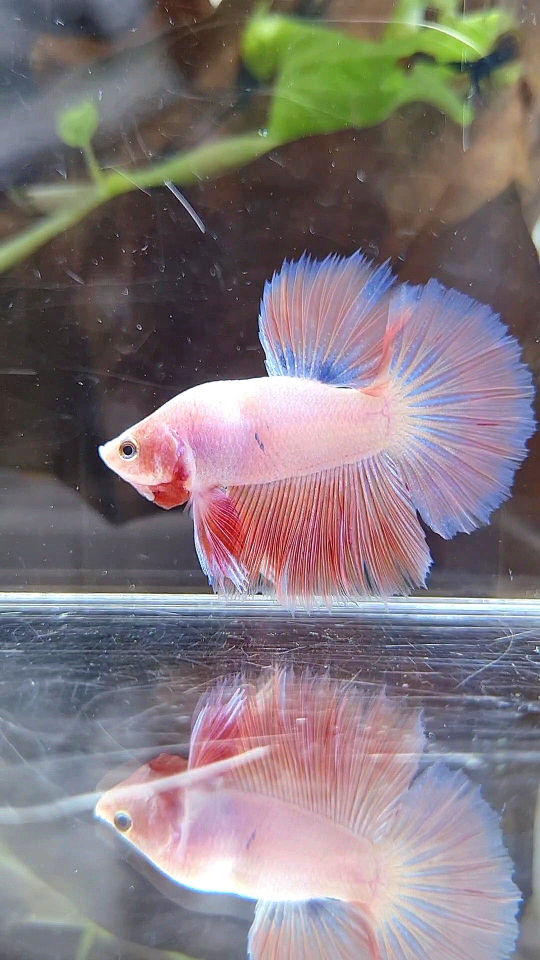 BONSAI HALFMOON PINK BETTA FISH