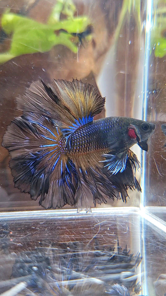 KING ROSETAIL HALFMOON BLACK YELLOW WASH BETTA FISH