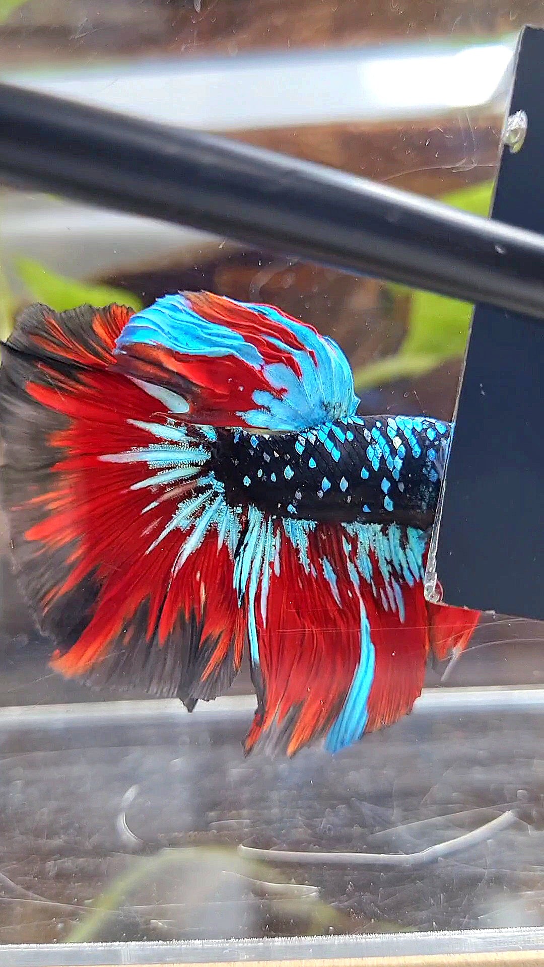 HALFMOON ROSETAIL BLACKSTAR GALAXY AVATAR BLUE VAMPIRE BETTA FISH