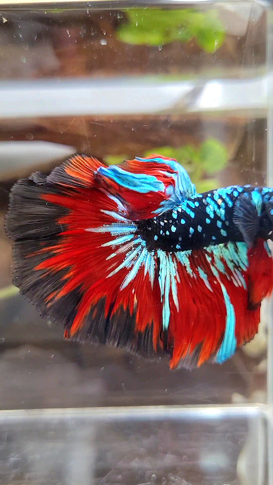 HALFMOON ROSETAIL BLACKSTAR GALAXY AVATAR BLUE VAMPIRE BETTA FISH