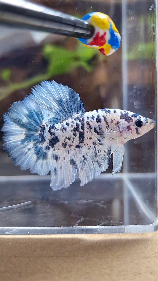 HALFMOON ROSETAIL SUPER DOTS BLUE MARBLE BETTA FISH