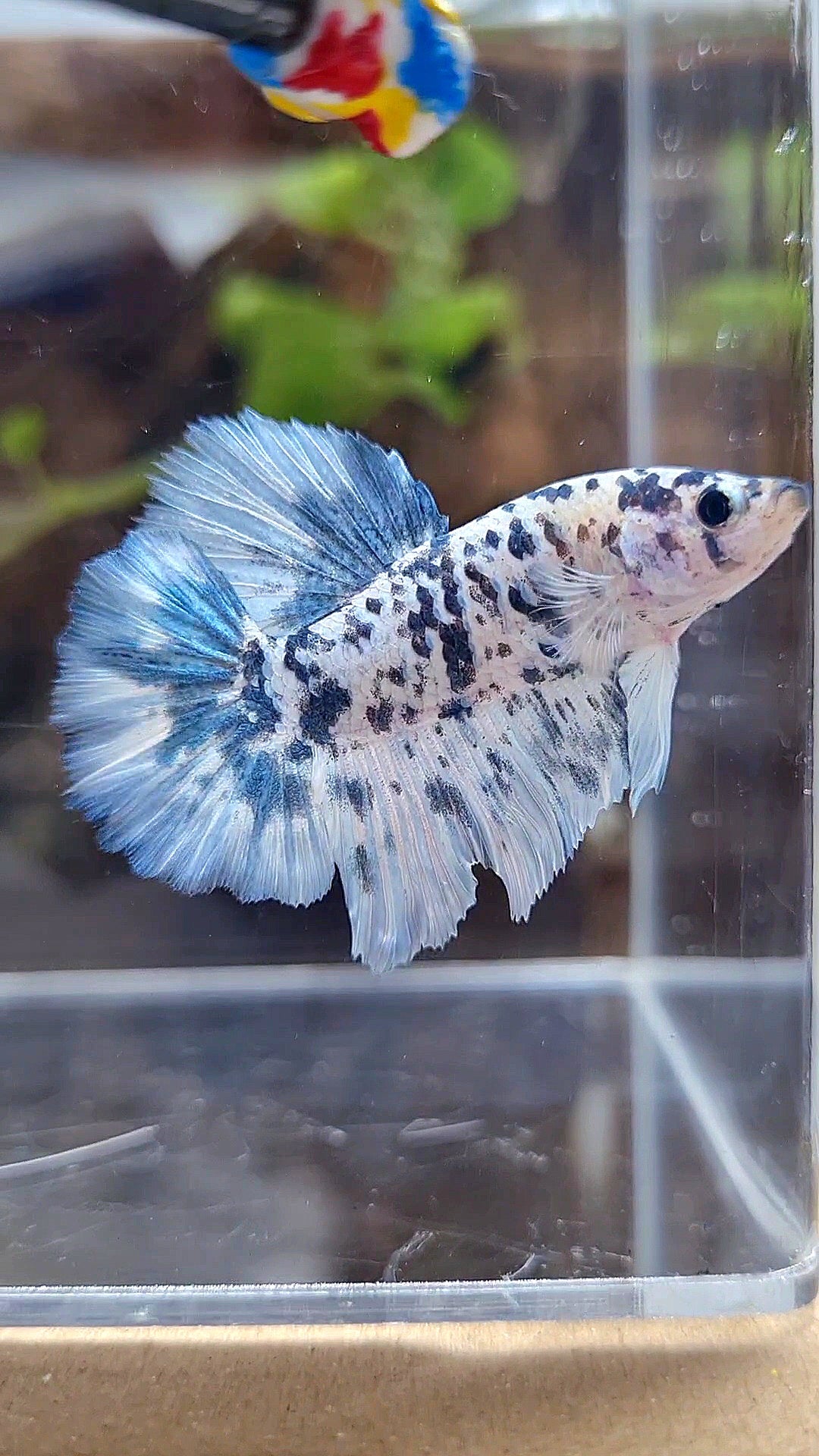 HALFMOON ROSETAIL SUPER DOTS BLUE MARBLE BETTA FISH
