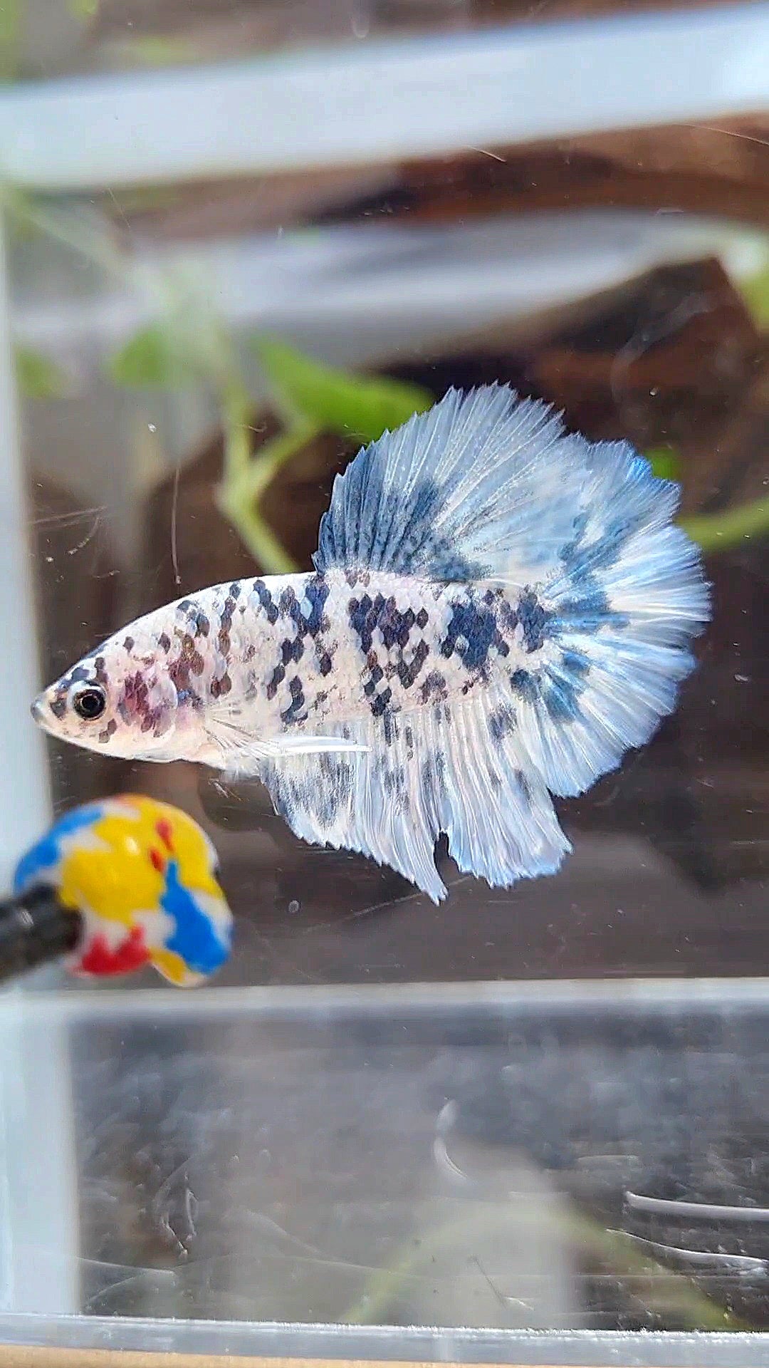 HALFMOON ROSETAIL SUPER DOTS BLUE MARBLE BETTA FISH