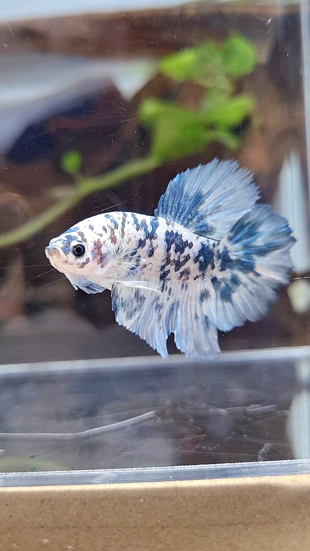 HALFMOON ROSETAIL SUPER DOTS BLUE MARBLE BETTA FISH