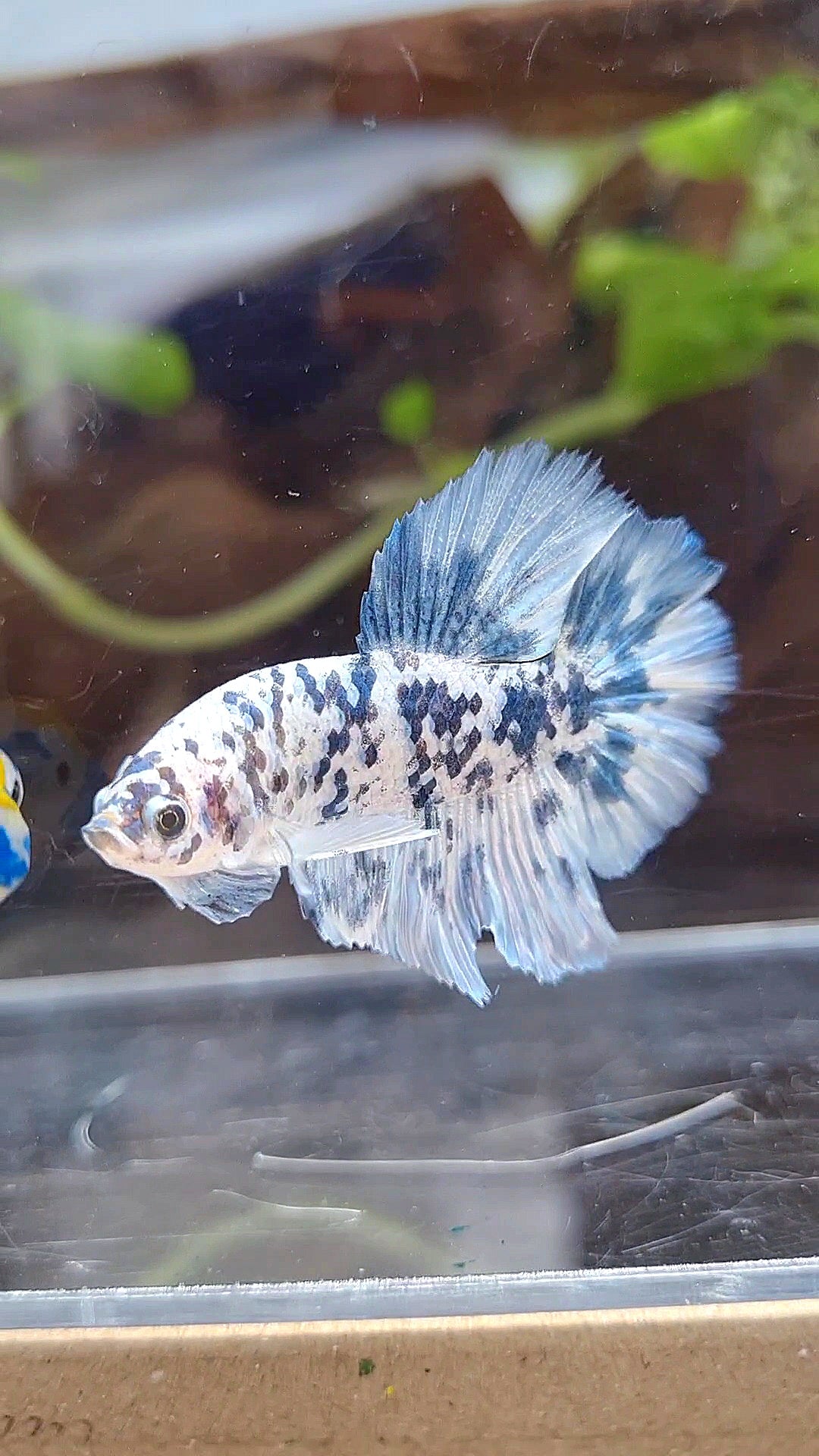 HALFMOON ROSETAIL SUPER DOTS BLUE MARBLE BETTA FISH