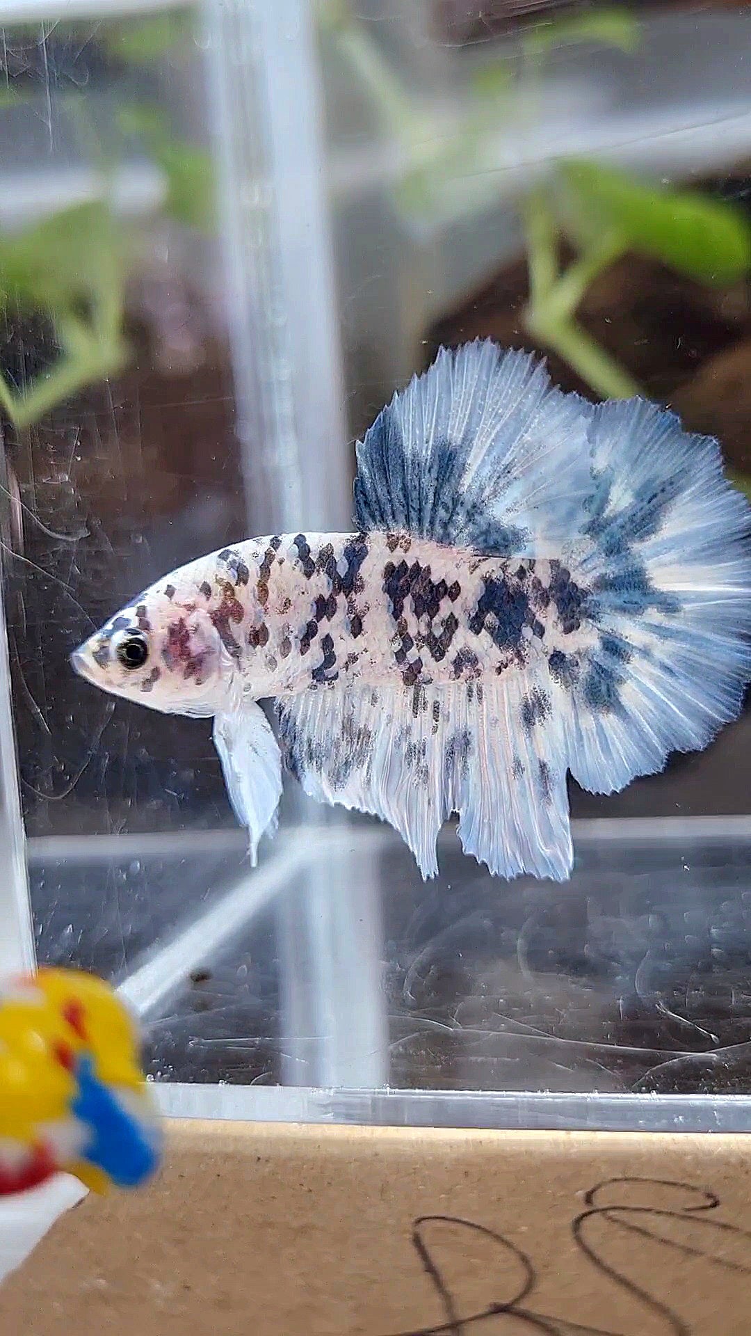 HALFMOON ROSETAIL SUPER DOTS BLUE MARBLE BETTA FISH