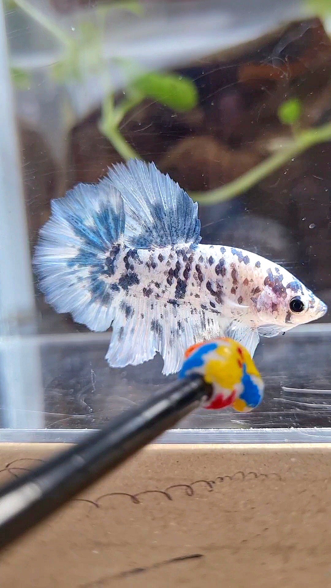 HALFMOON ROSETAIL SUPER DOTS BLUE MARBLE BETTA FISH