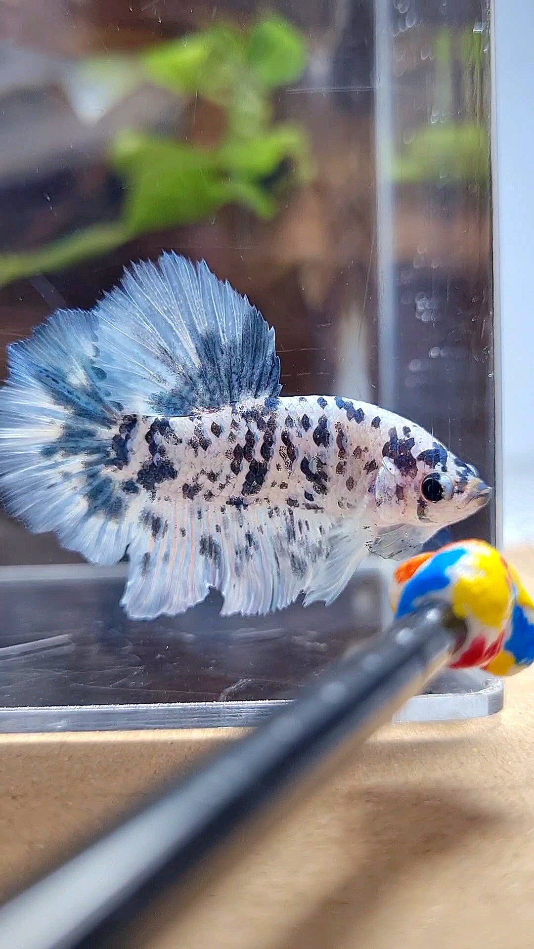 HALFMOON ROSETAIL SUPER DOTS BLUE MARBLE BETTA FISH