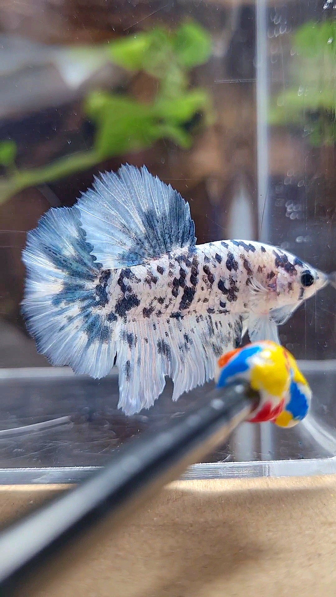 HALFMOON ROSETAIL SUPER DOTS BLUE MARBLE BETTA FISH