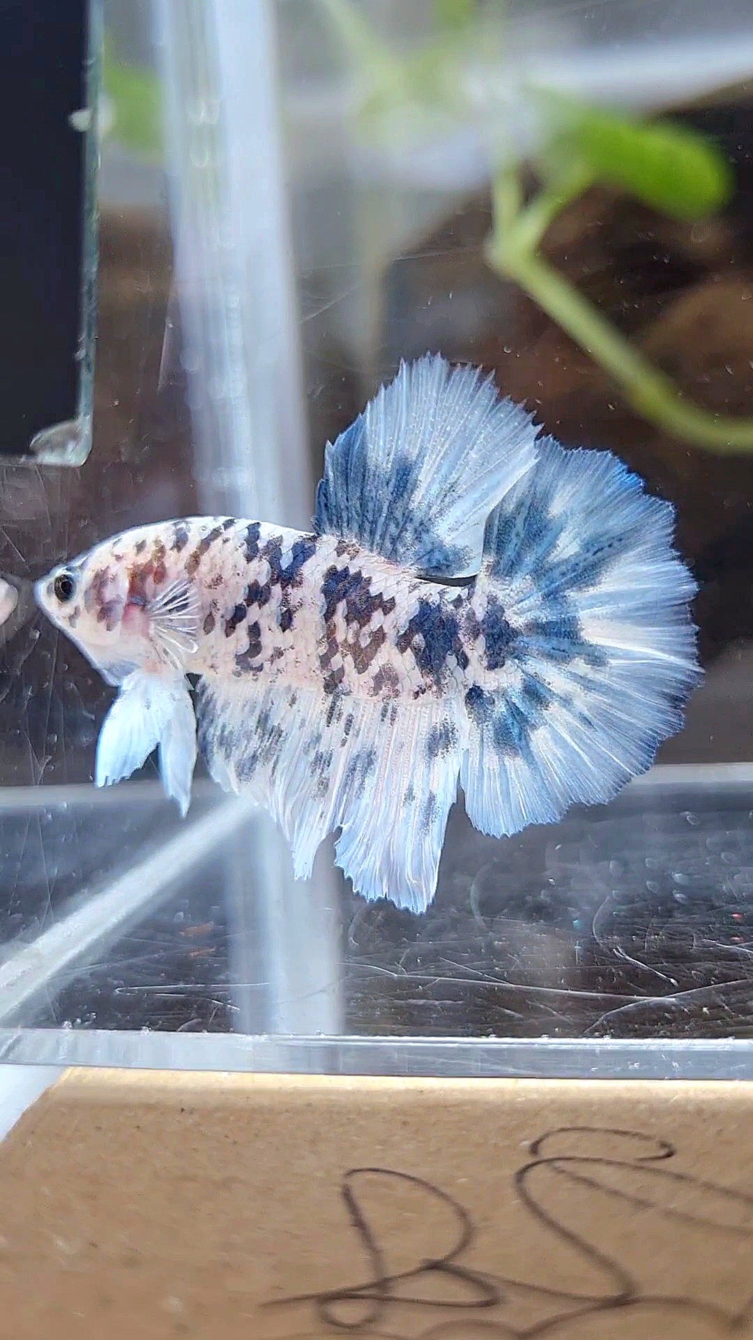 HALFMOON ROSETAIL SUPER DOTS BLUE MARBLE BETTA FISH