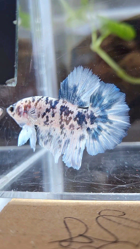 HALFMOON ROSETAIL SUPER DOTS BLUE MARBLE BETTA FISH