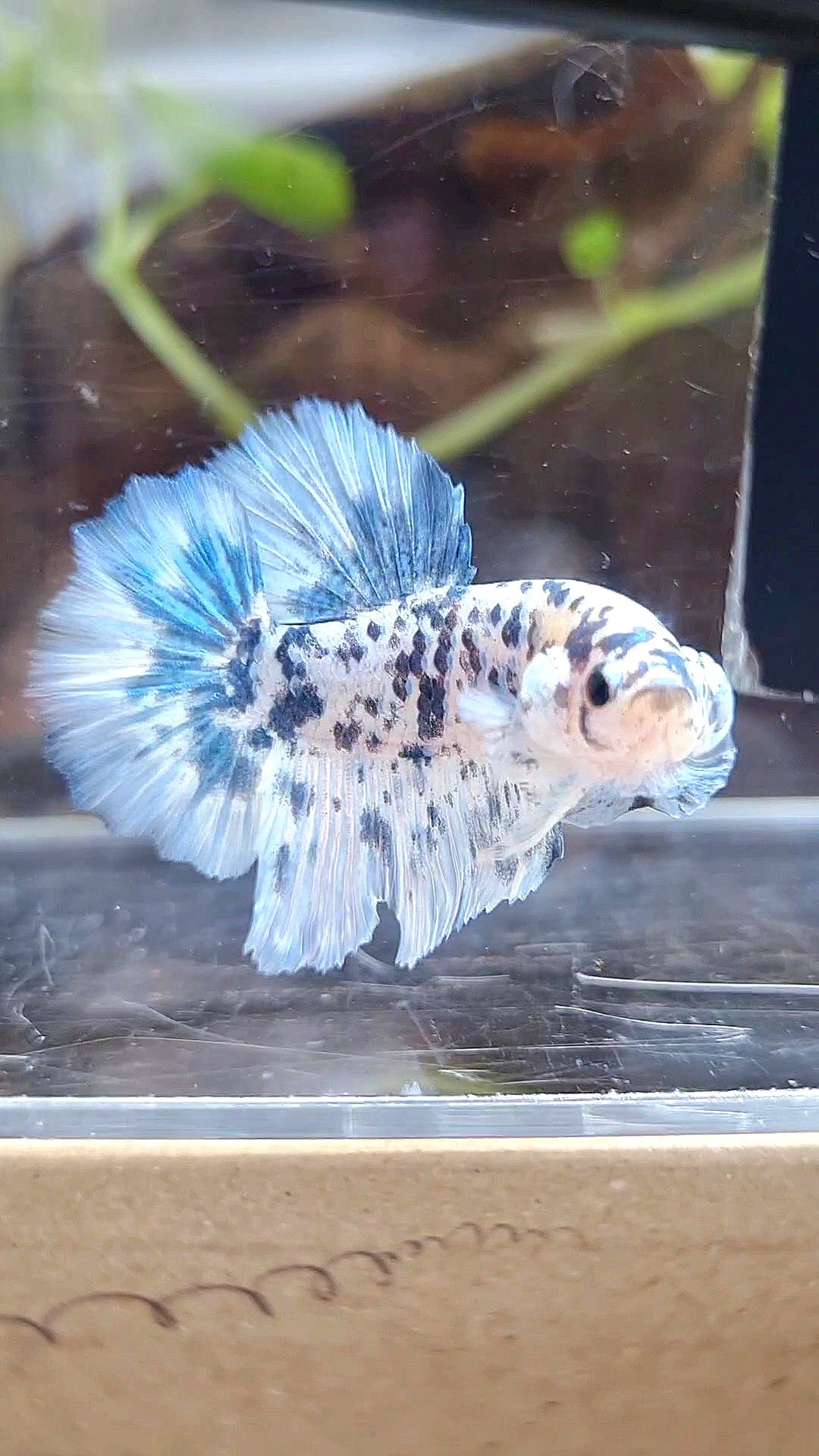 HALFMOON ROSETAIL SUPER DOTS BLUE MARBLE BETTA FISH