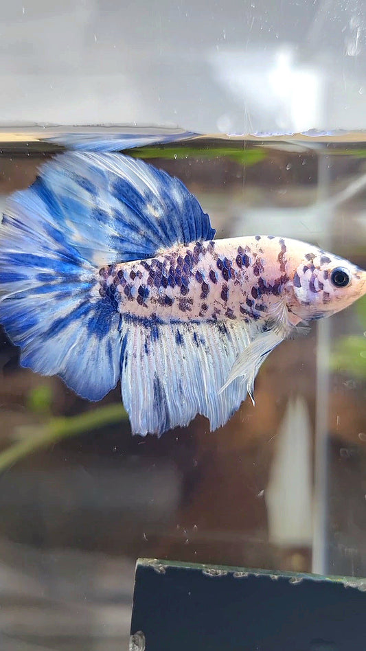 HALFMOON SUPER DOTS BLUE MARBLE BETTA FISH