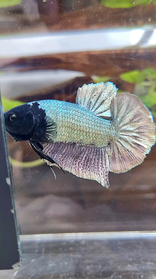 PLAKAT BLACK FACE UNIQUE COPPER ARMY BETTA FISH