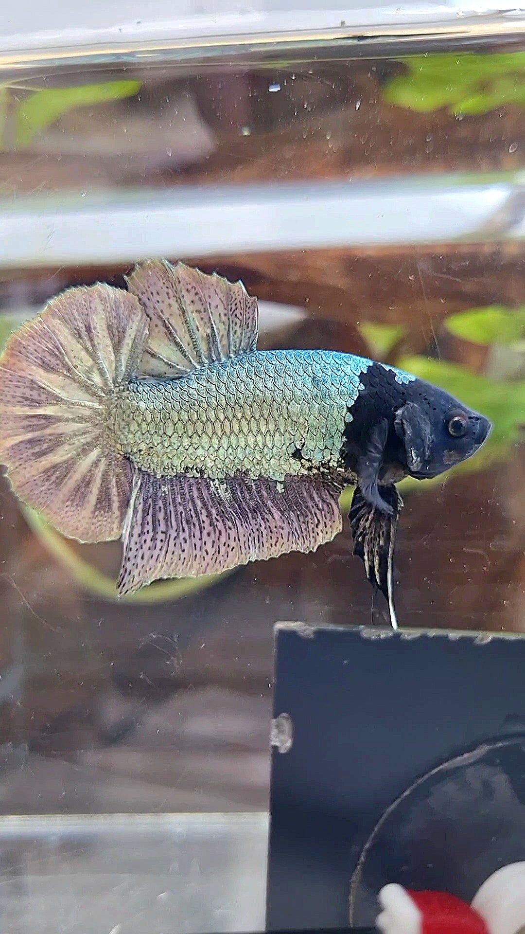 PLAKAT BLACK FACE UNIQUE COPPER ARMY BETTA FISH
