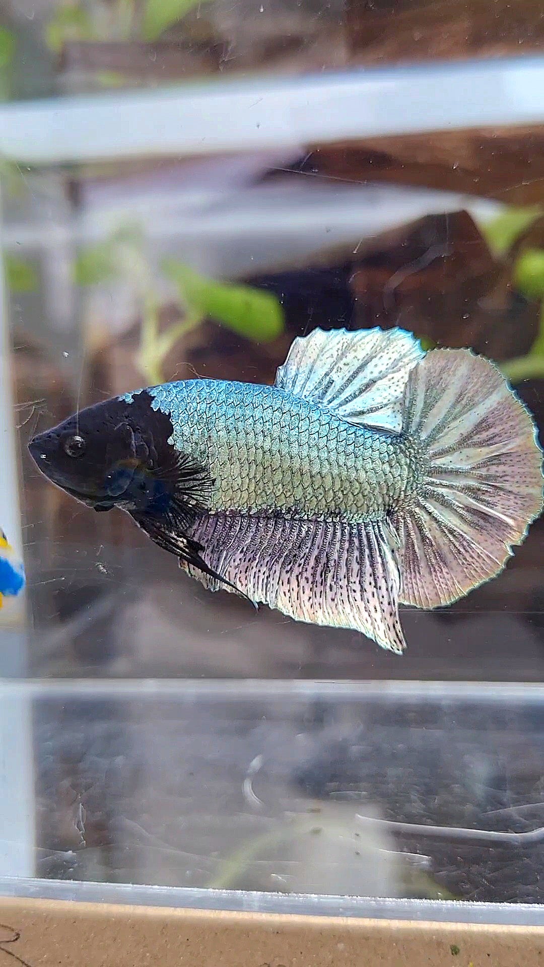 PLAKAT BLACK FACE UNIQUE COPPER ARMY BETTA FISH