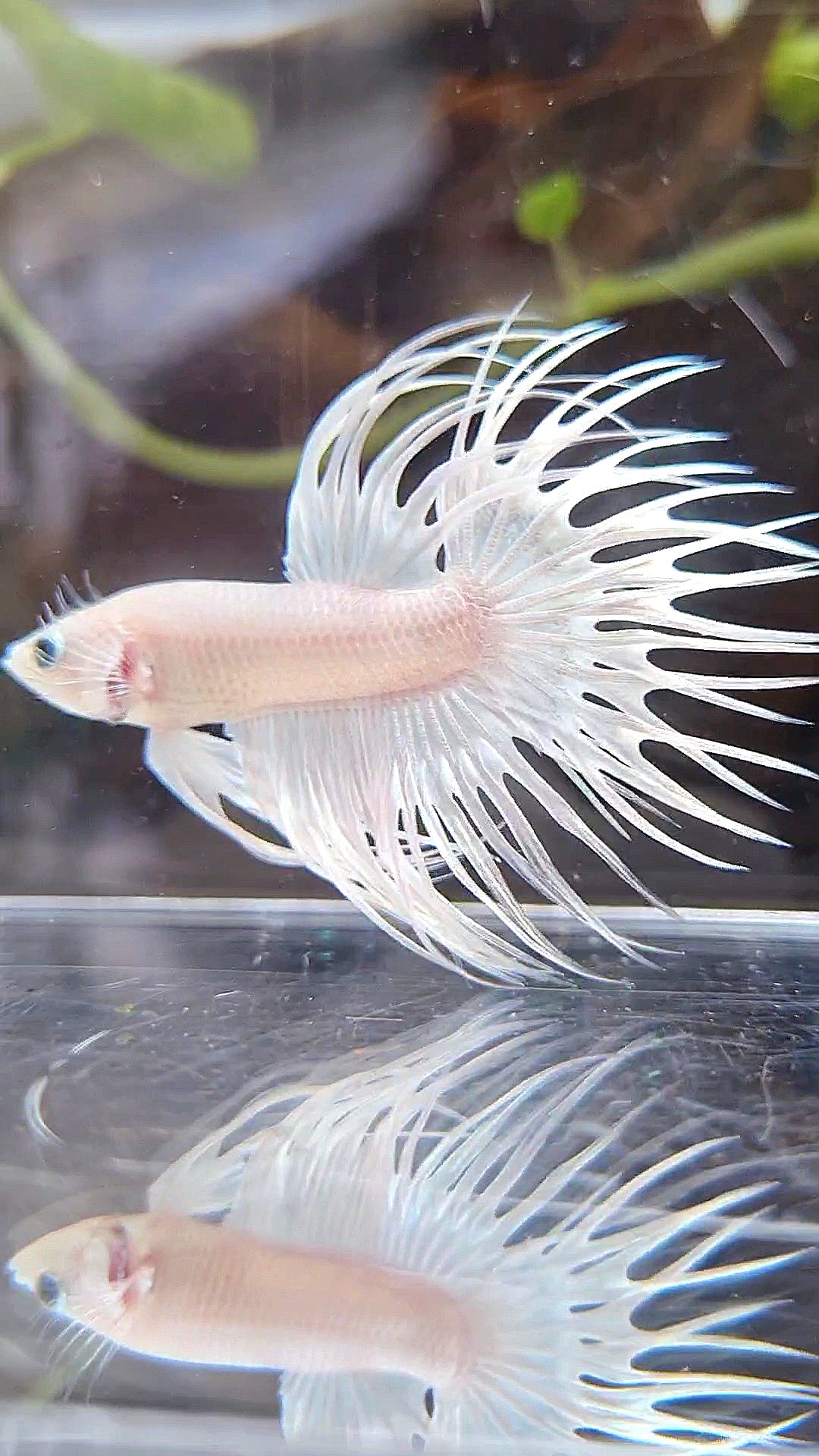 CROWNTAIL WHITE PLATINUM BETTA FISH