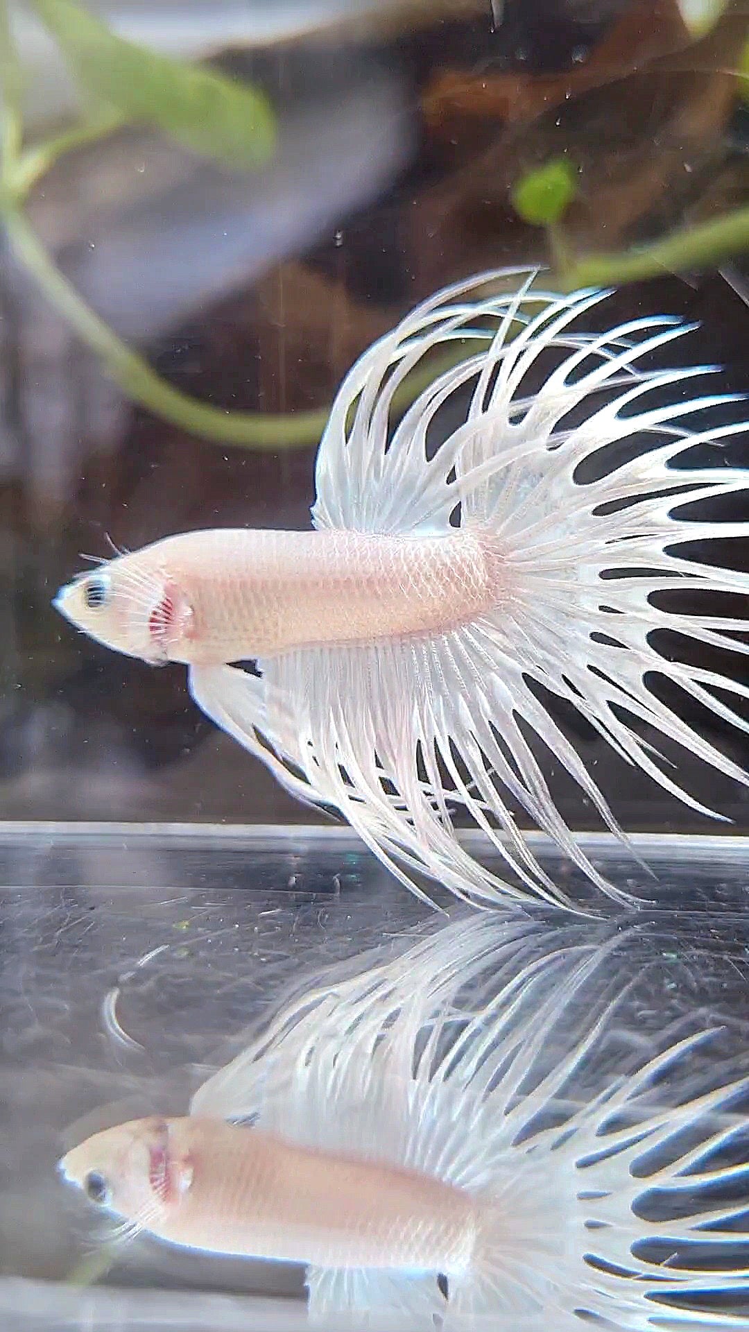 CROWNTAIL WHITE PLATINUM BETTA FISH