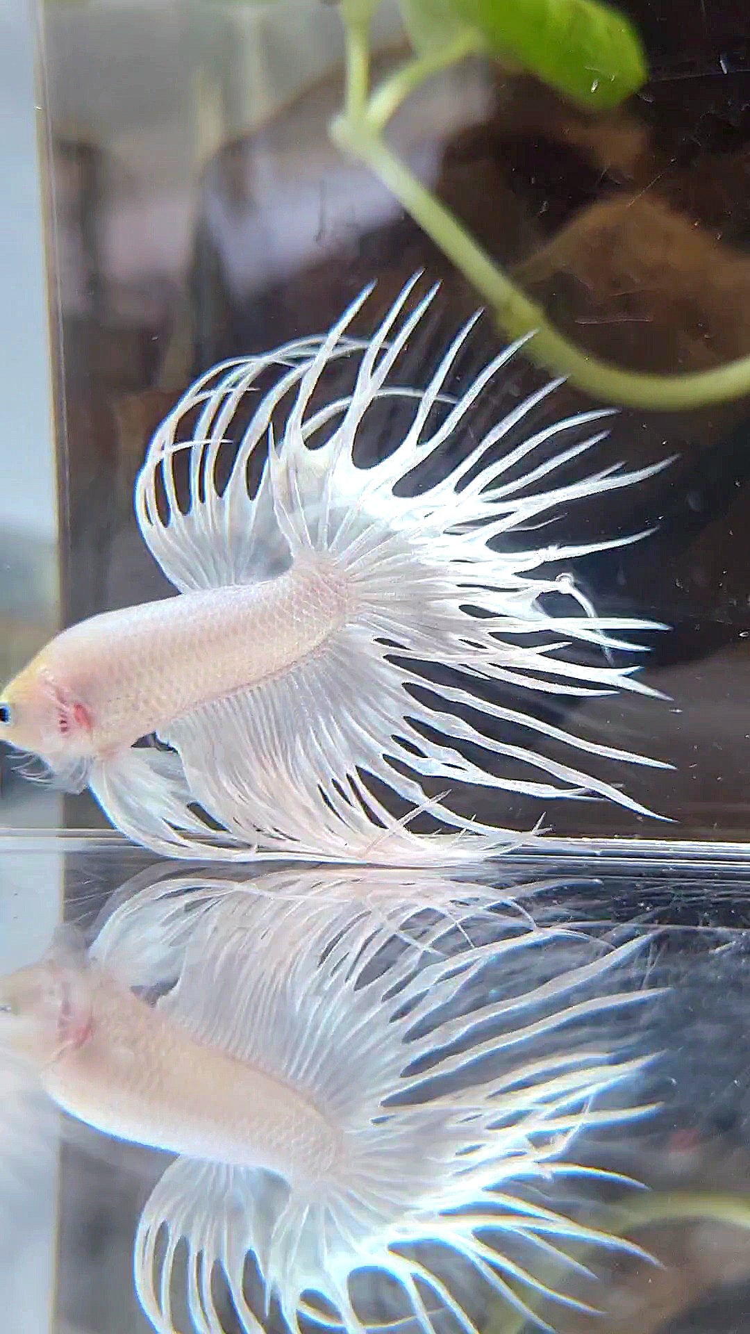 CROWNTAIL WHITE PLATINUM BETTA FISH
