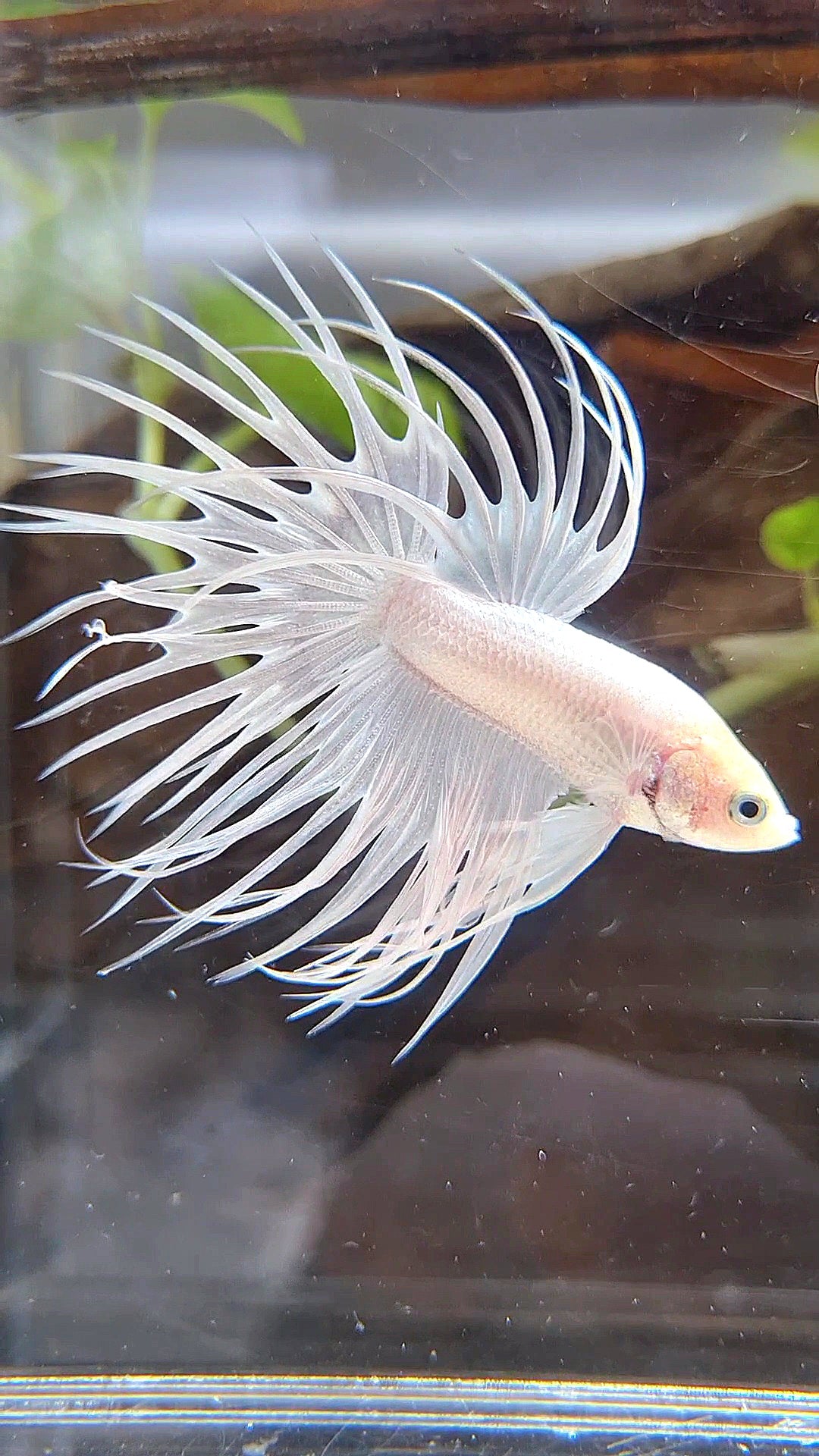 CROWNTAIL WHITE PLATINUM BETTA FISH