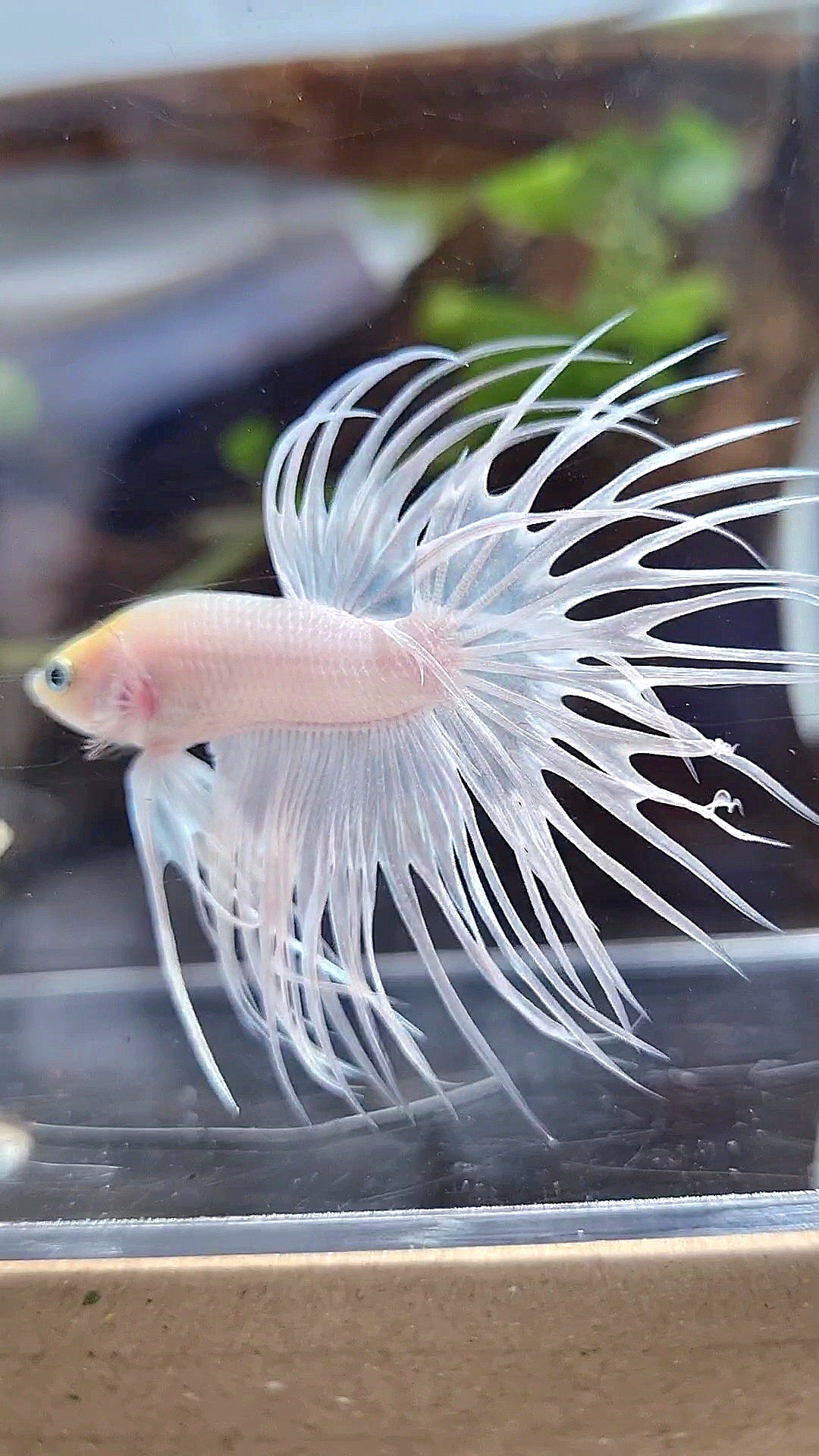 CROWNTAIL WHITE PLATINUM BETTA FISH
