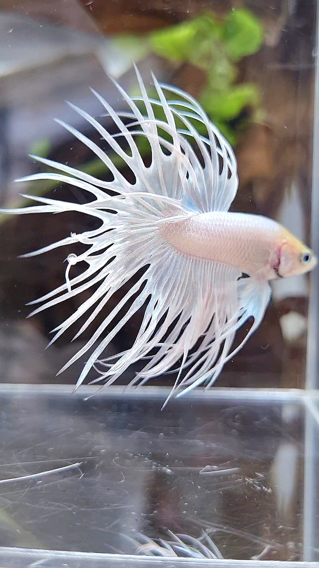 CROWNTAIL WHITE PLATINUM BETTA FISH