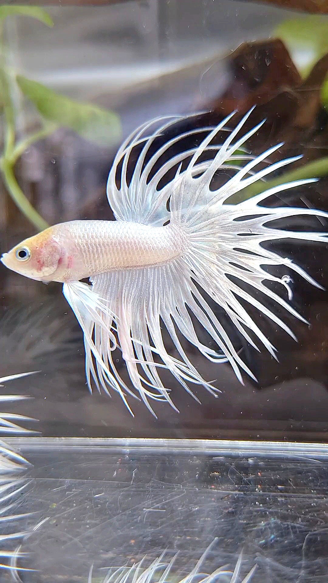 CROWNTAIL WHITE PLATINUM BETTA FISH