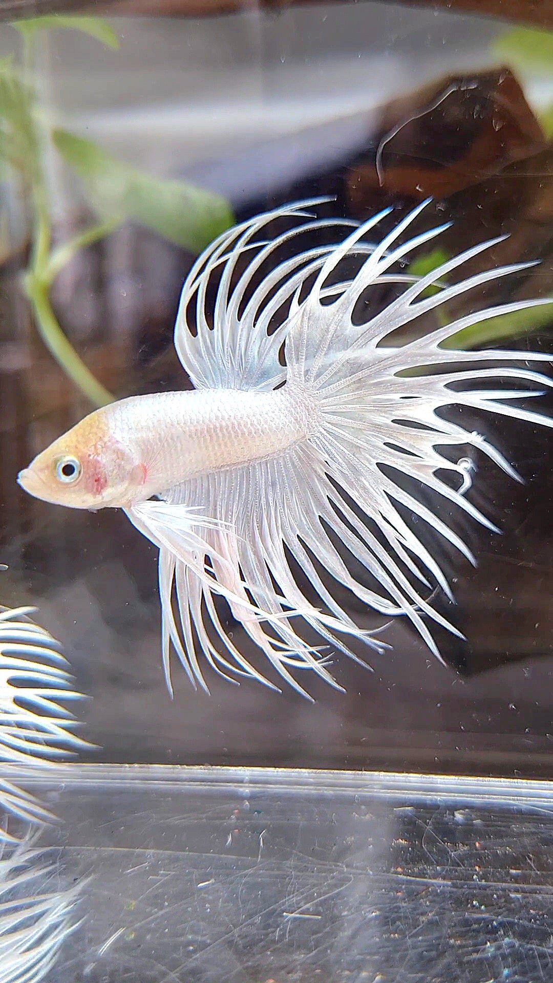 CROWNTAIL WHITE PLATINUM BETTA FISH
