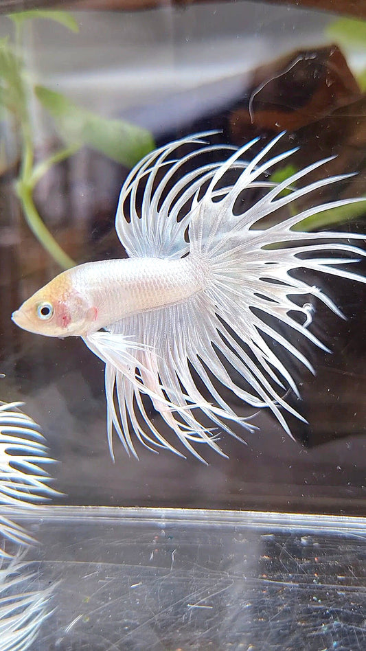 CROWNTAIL WHITE PLATINUM BETTA FISH