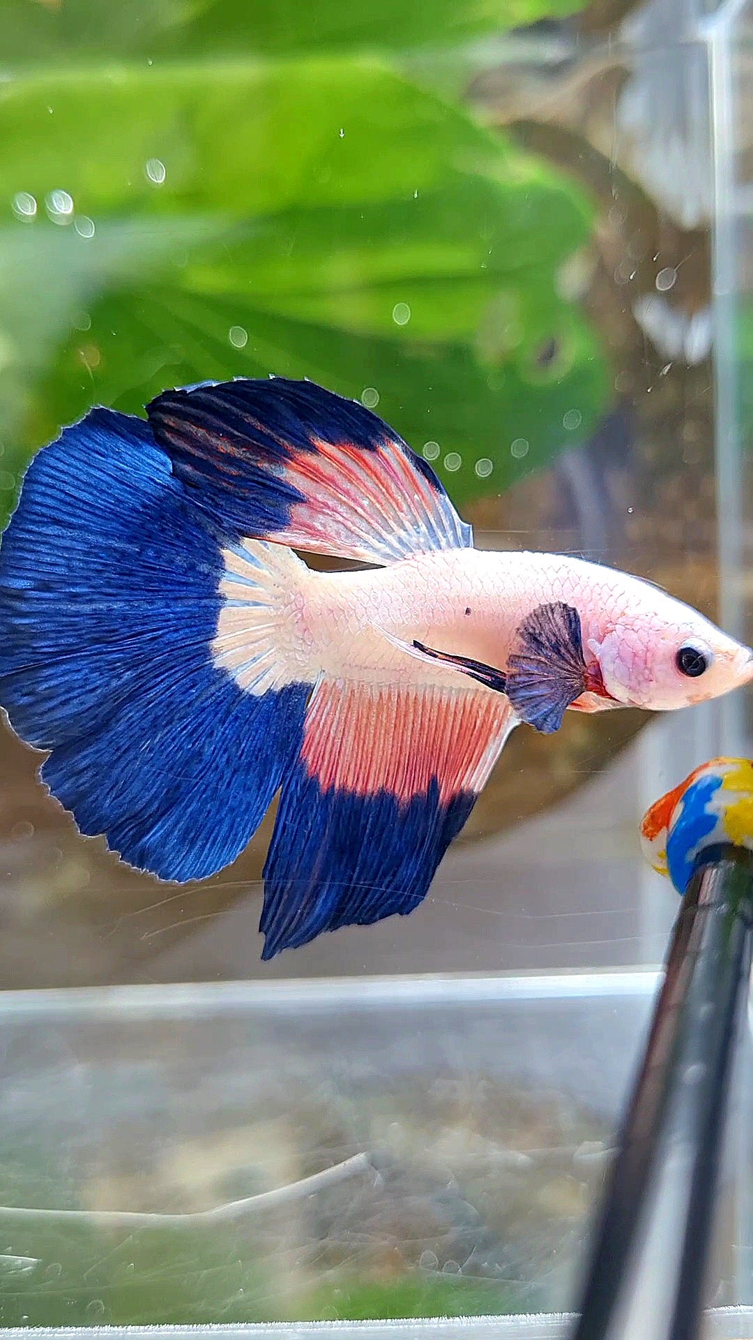 HALFMOON PINK FLAMINGGO BLUE RIM PATTERN BETTA FISH