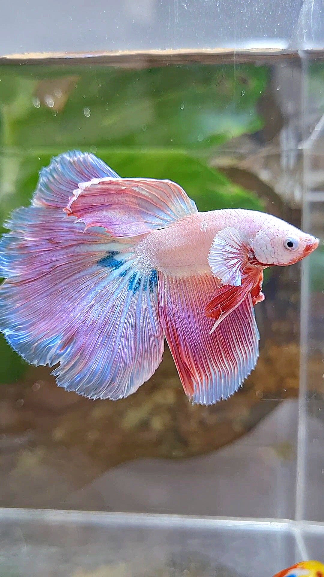HALFMOON ROSETAIL PINK RIM UNICORN BETTA FISH