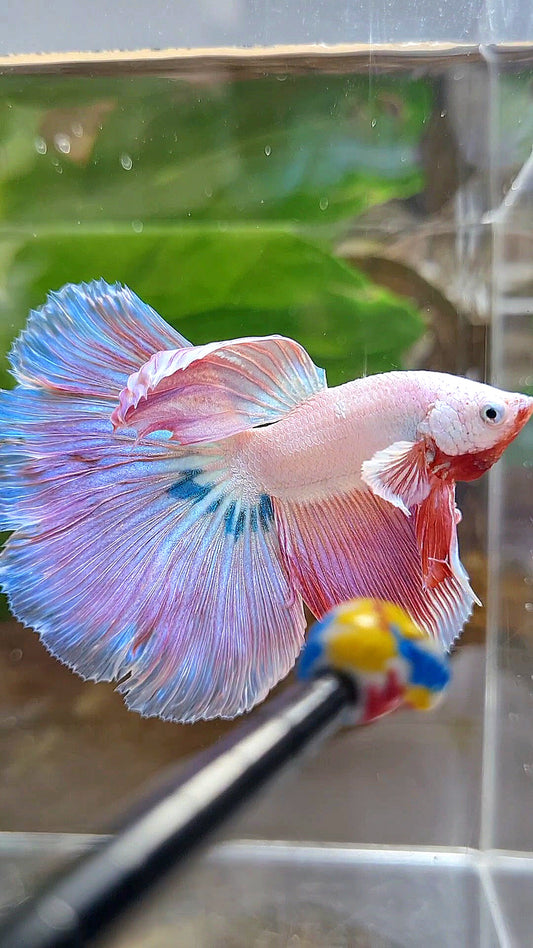 HALFMOON ROSETAIL PINK RIM UNICORN BETTA FISH