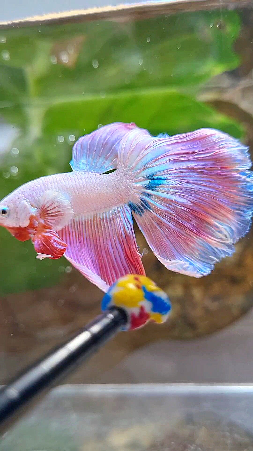 HALFMOON ROSETAIL PINK RIM UNICORN BETTA FISH