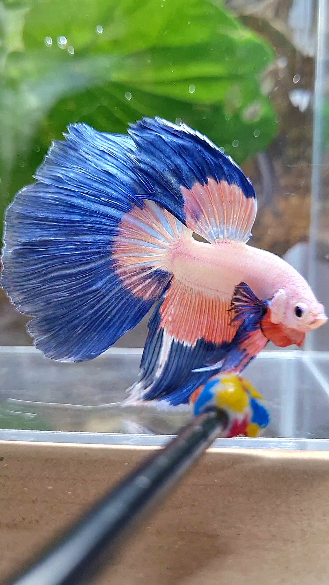 HALFMOON BLUE PINK RIM FLAMINGGO PATTERN BETTA FISH