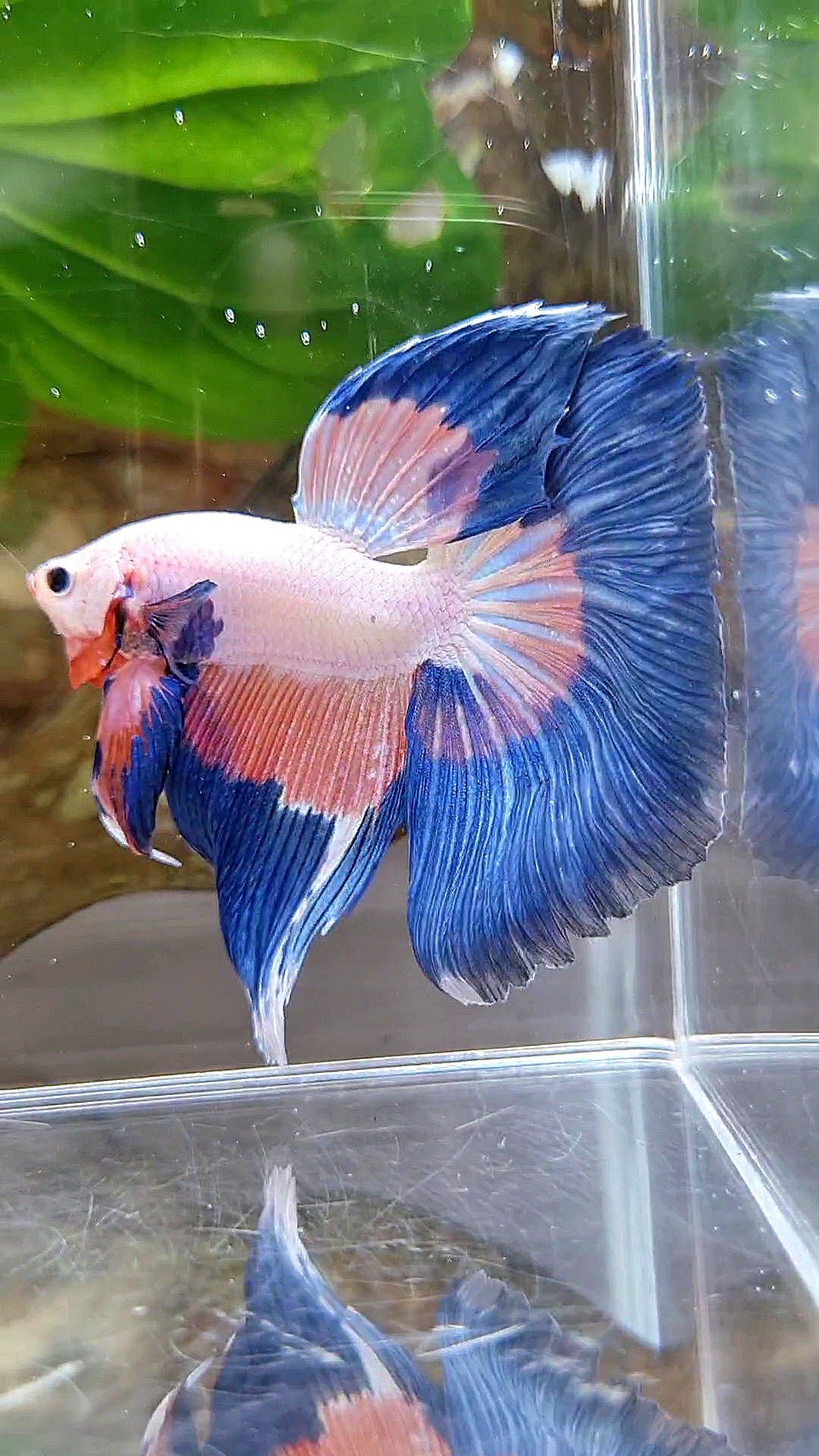 HALFMOON BLUE PINK RIM FLAMINGGO PATTERN BETTA FISH
