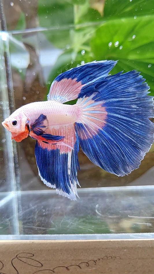 HALFMOON BLUE PINK RIM FLAMINGGO PATTERN BETTA FISH