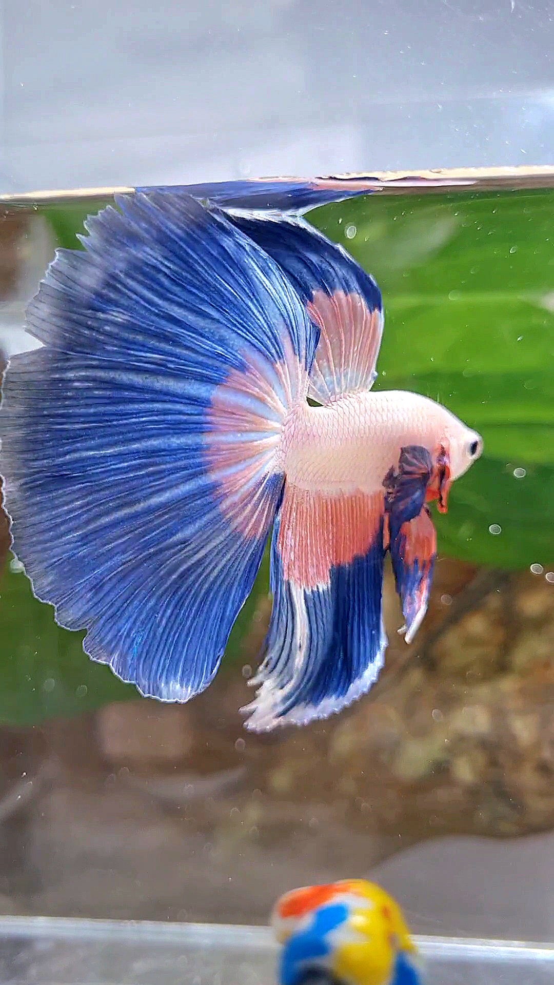 HALFMOON BLUE PINK RIM FLAMINGGO PATTERN BETTA FISH
