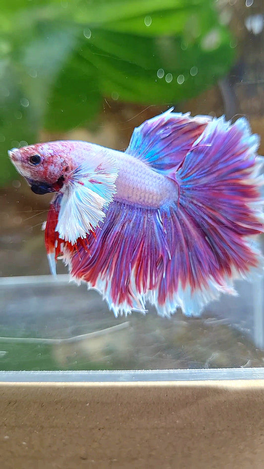 HALFMOON DUMBO EAR FEATHER TAIL PURPLE PINK BETTA FISH
