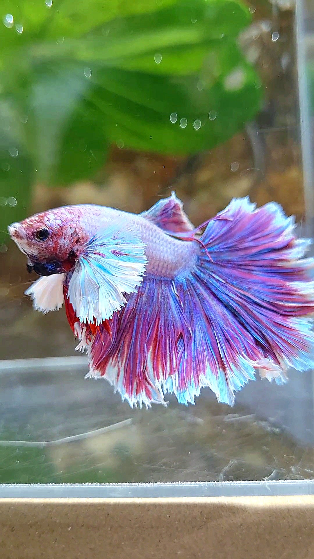 HALFMOON DUMBO EAR FEATHER TAIL PURPLE PINK BETTA FISH