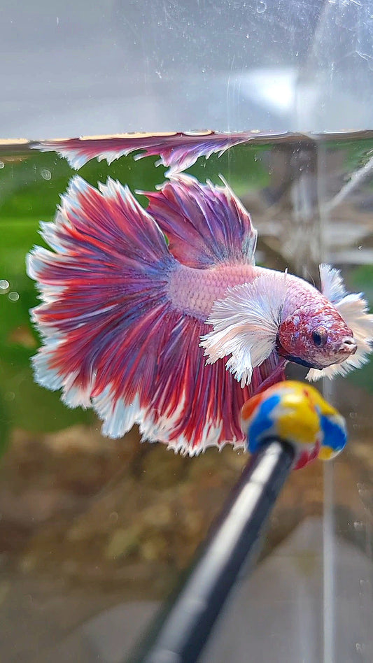 HALFMOON DUMBO EAR FEATHER TAIL PURPLE PINK BETTA FISH
