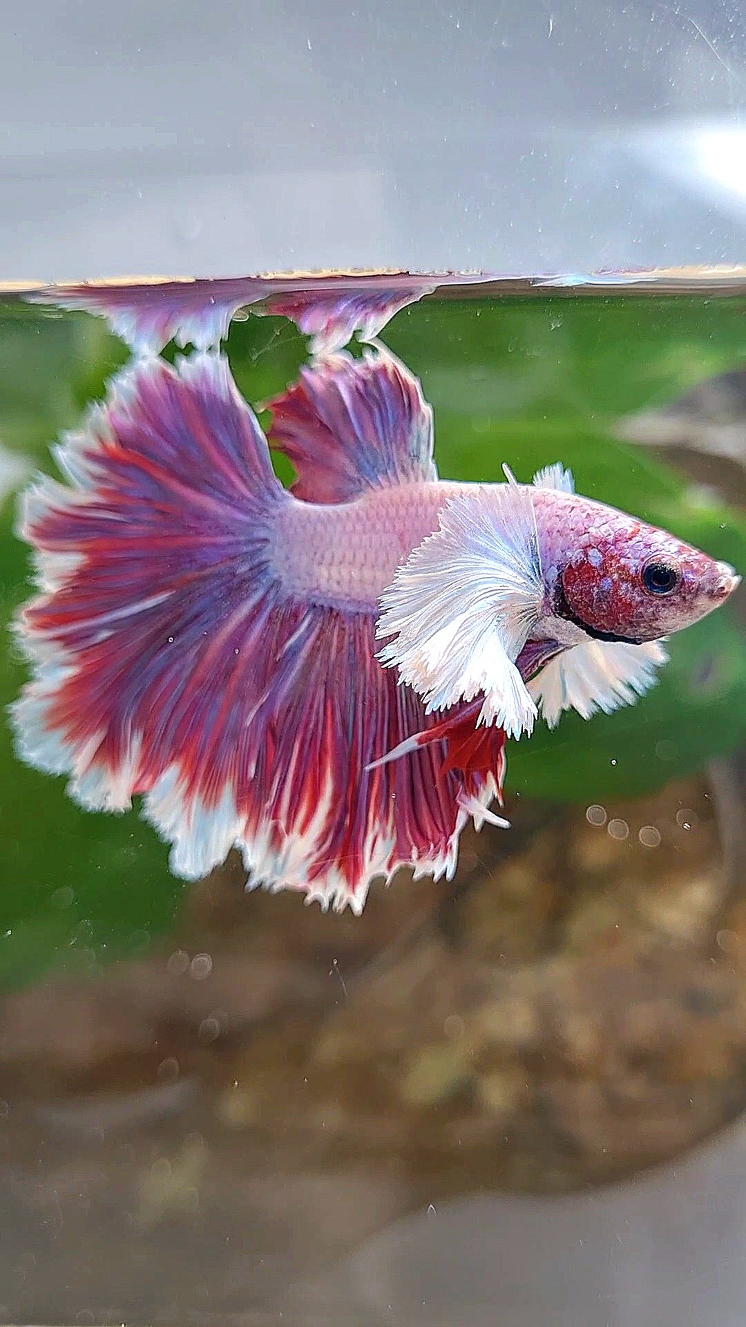 HALFMOON DUMBO EAR FEATHER TAIL PURPLE PINK BETTA FISH