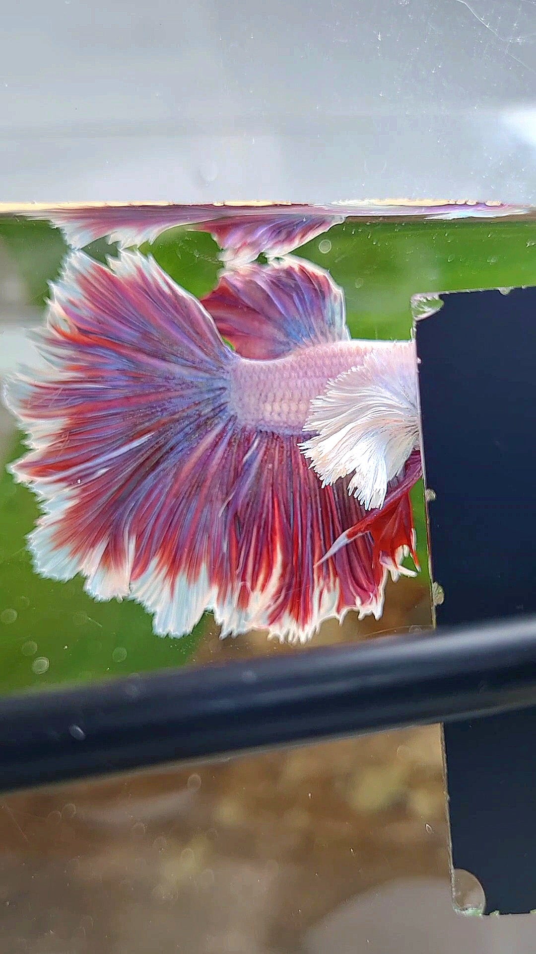 HALFMOON DUMBO EAR FEATHER TAIL PURPLE PINK BETTA FISH