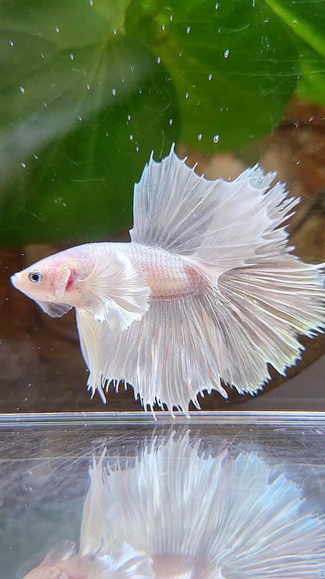 HALFSUN DUMBO EAR WHITE PLATINUM BETTA FISH