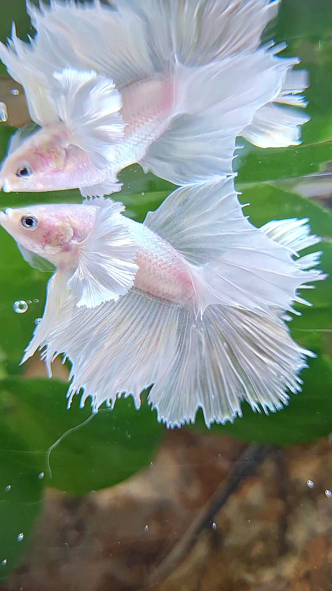HALFSUN DUMBO EAR WHITE PLATINUM BETTA FISH