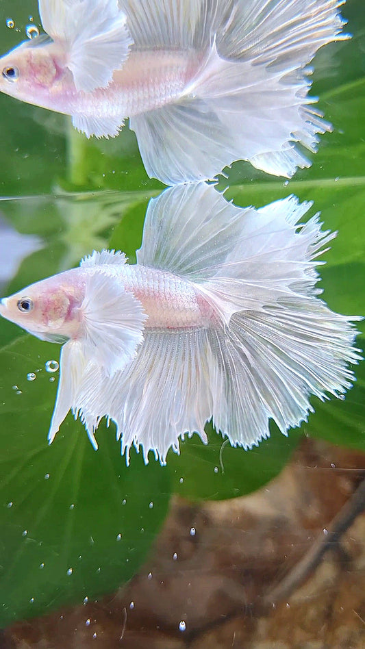 HALFSUN DUMBO EAR WHITE PLATINUM BETTA FISH
