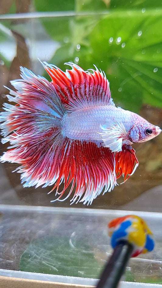 LUXURY HALFSUN DOUBLE TAIL DUMBO EAR RED UNICORN BETTA FISH