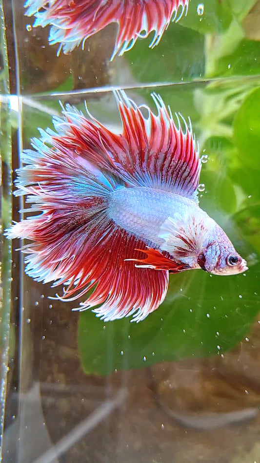 LUXURY HALFSUN DOUBLE TAIL DUMBO EAR RED UNICORN BETTA FISH